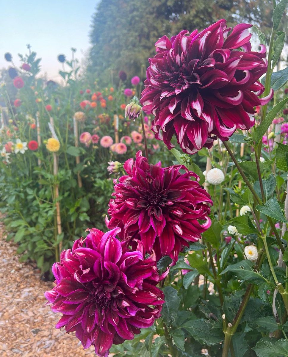RamendraChDebn1's tweet photo. Happy Gardening 🩷 https://t.co/TuG9XM3LIh