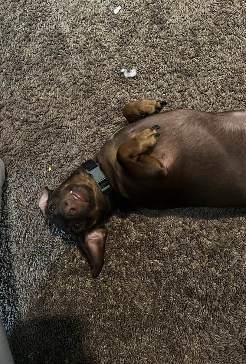snowthefoxy's tweet photo. Empty as fuck in here, huh? Let’s christen it with pictures to get to know me a little! I made the first two, and these are my two dogs Romeo and Montague! https://t.co/Ubz17HF6LZ