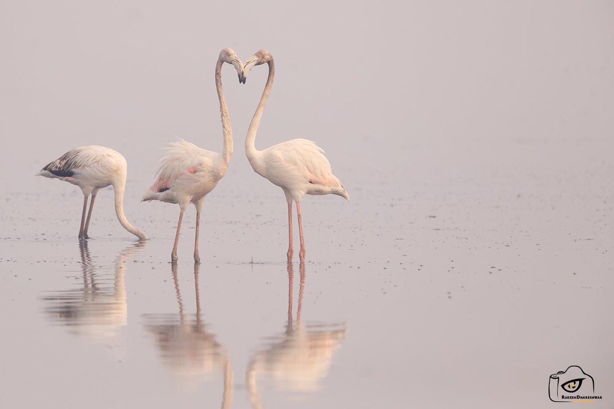 The perfect 'love' triangle #GreaterFlamingos #IndiAves #canonphotography @natgeoindia #BBCWildlifePOTD #birds #birding #birdwatching #BirdsSeenIn2023 #TwitterNatureCommunity @ParveenKaswan @Team_eBird