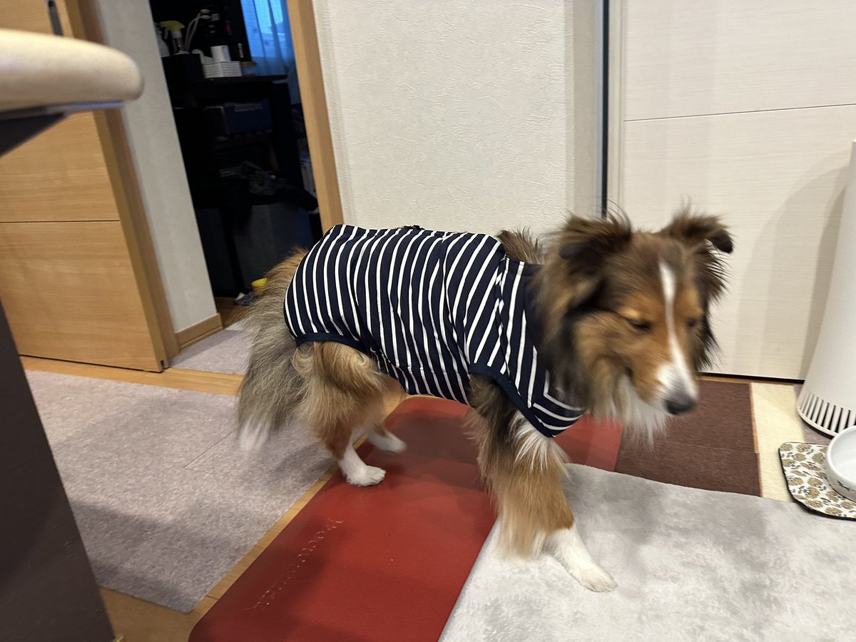 nanjmk's tweet photo. 明日、ミントは去勢手術です✂️
1年の半分くらい、皮膚トラブルで���院していて最近落ち着いたのでやっとです🐶
術後服の練習中です！
かっこいい？

#シェルティ https://t.co/azDRyZmdLL