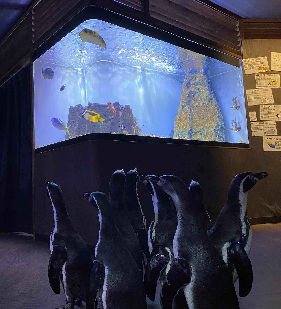 ふれあい魚館にお客様がいなさすぎて、先ほど、ペンギンたちが水槽見にきてくれました笑