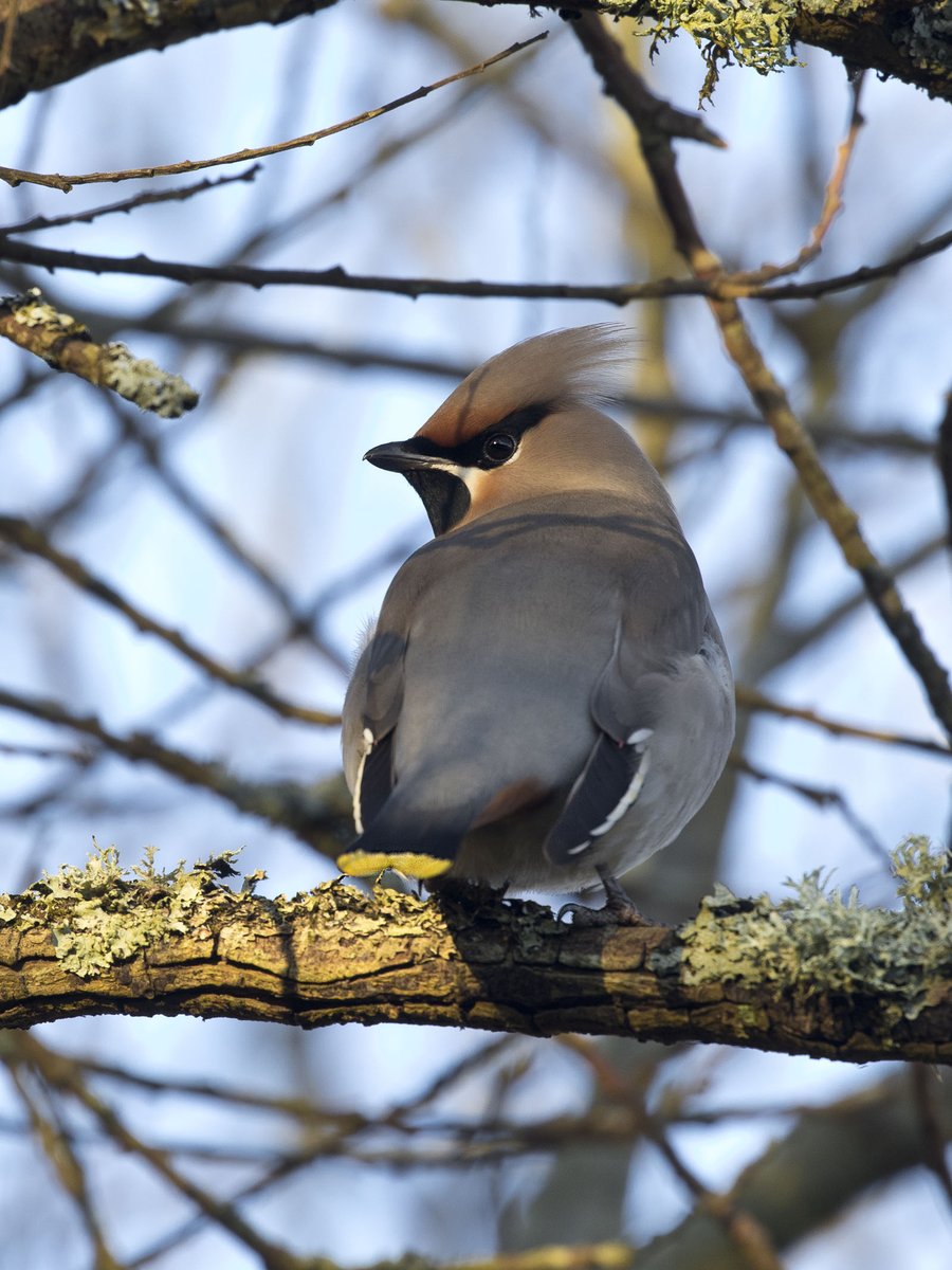 Not only Waxwings, see what else has been seen around the Teifi estuary and marshes so far this month in the latest Teifi Birding and Wildlife blog. teifibirding.blogspot.com/2024/01/waxwin… 📸Dyfed J