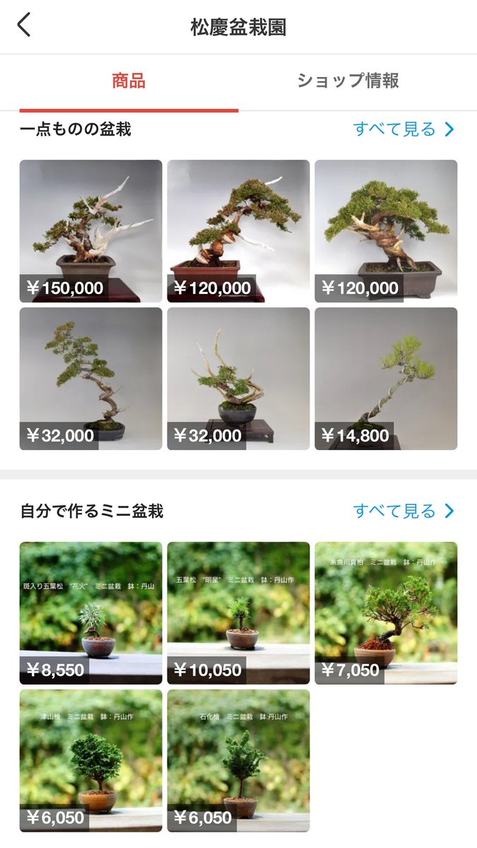 Bonsaiseller's tweet photo. 松慶盆栽園 @MatsuyoshiH #メルカリShops https://t.co/IPSaODuPIZ https://t.co/VuU4qreIol
