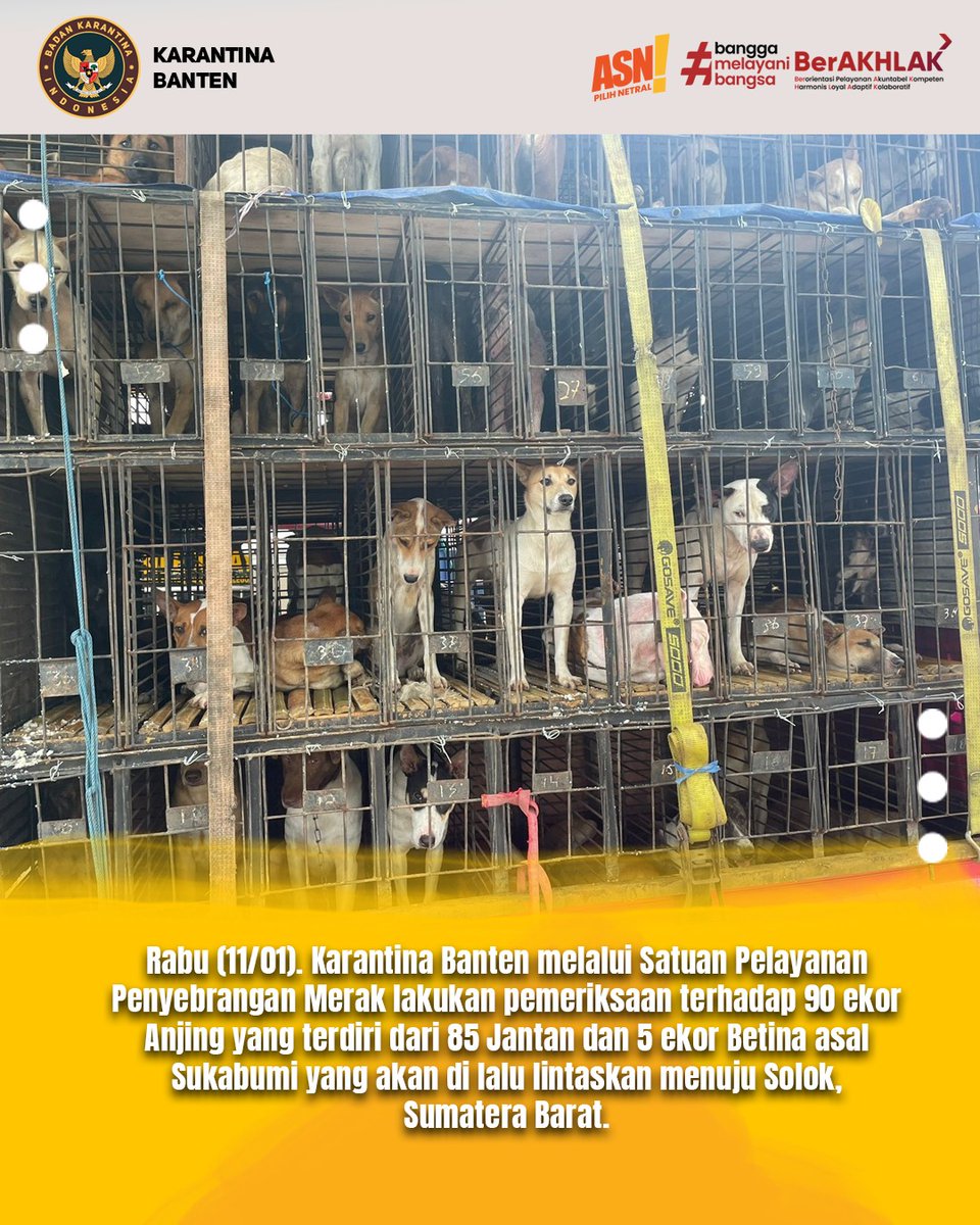 KarantinaSHT's tweet photo. Pastikan Sehat, Anjing Asal Sukabumi Siap Berlayar Menuju Sumatera

#Laporkarantina🐈 🍎🐳 https://t.co/VSIpS97tcO