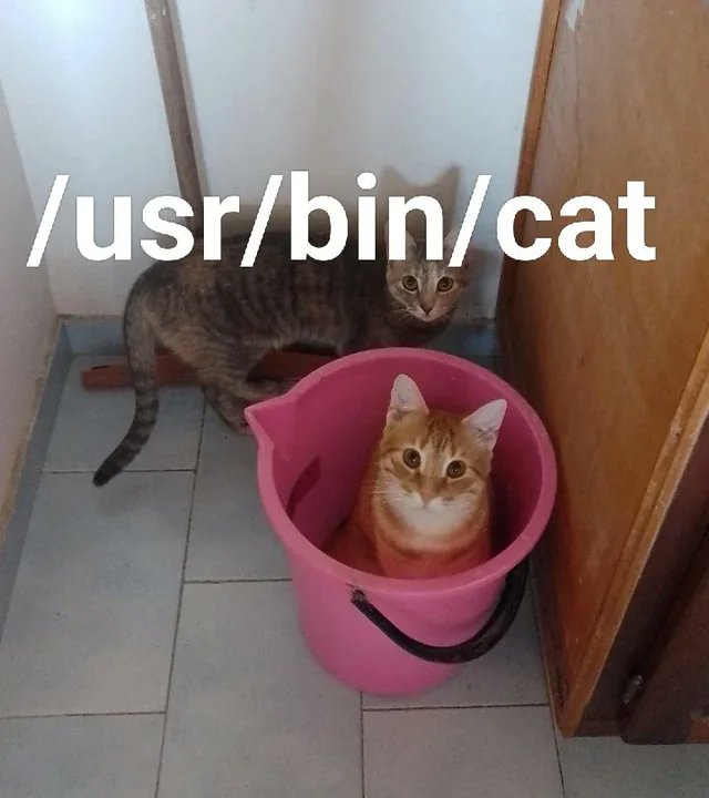 thatstraw's tweet image. Explaining Linux with cats 😂🐈