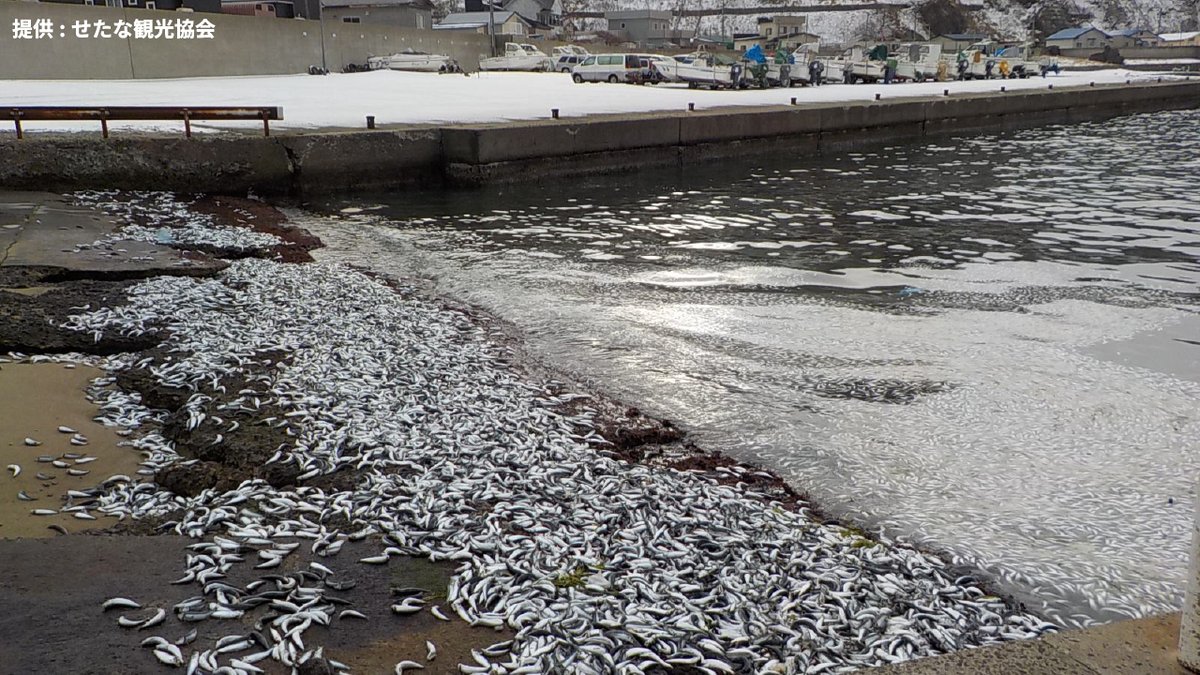 HTB_news's tweet photo. 「海岸にイワシが漂着している」せたな町でまたイワシ大量死　およそ1kmにわたり海岸に打ち上げられる  #江差町 #イワシ #大量死  #北海道 #HTB北海道ニュース https://t.co/3xEDkOVMqI https://t.co/9uyUgYq0En