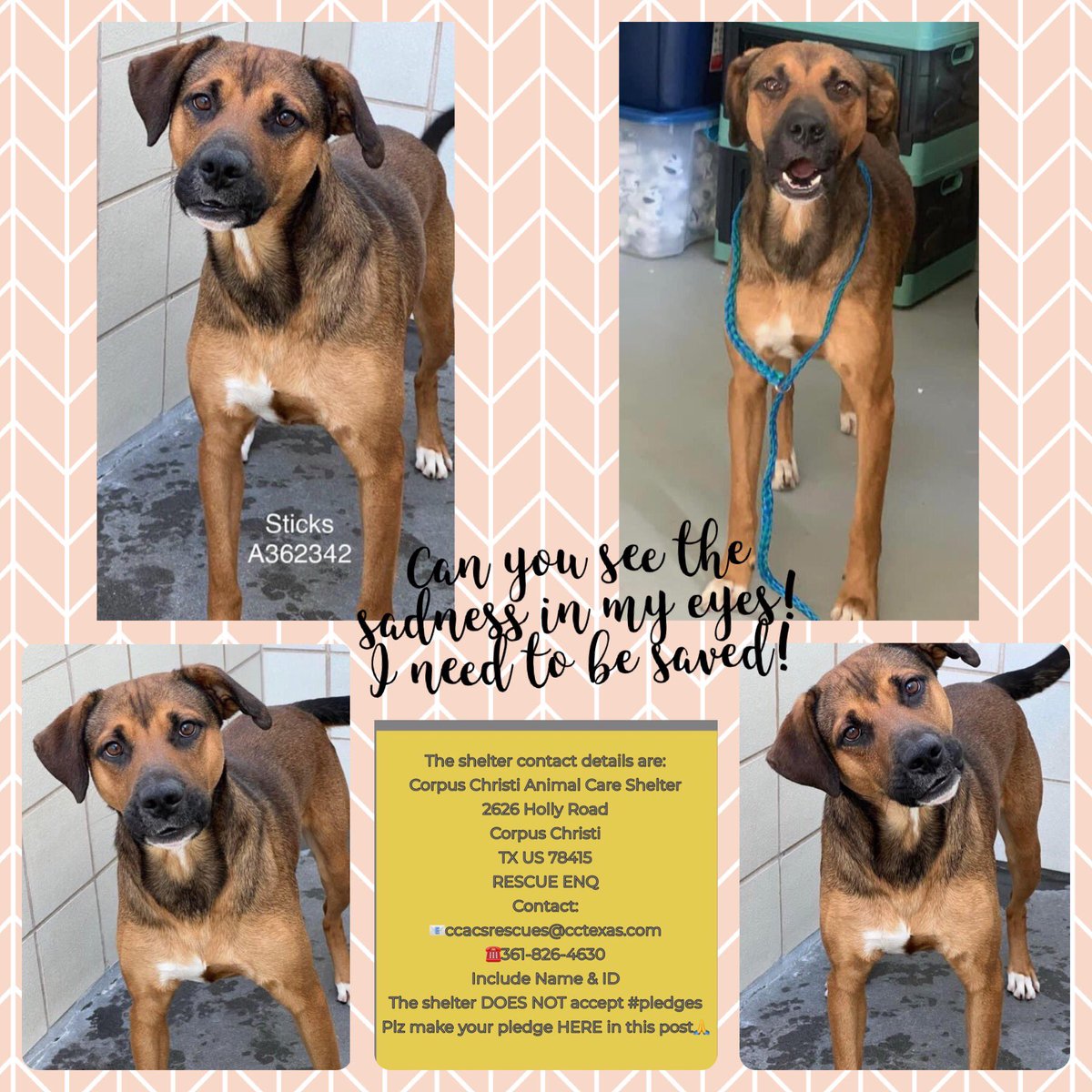 SamfromSpain's tweet photo. ๐ LESS THAN 10 HOURS LEFT 4 STICKS #A362342 TO BE SAVED or HE WIIL BE KILLED by CORPUS CHRISTI Tx ACSโผ๏ธ
This 2 yr old Cur is frightened but still tries to interact!
He needs out & a lot of โค๏ธโ๏ธ
BEG YOU 2 PLEDGE URGENTLY 4 his #RESCUE #FOSTER Best, #ADOPT & show him what โค๏ธ isโ๏ธ https://t.co/Ibb6Y8sLwx