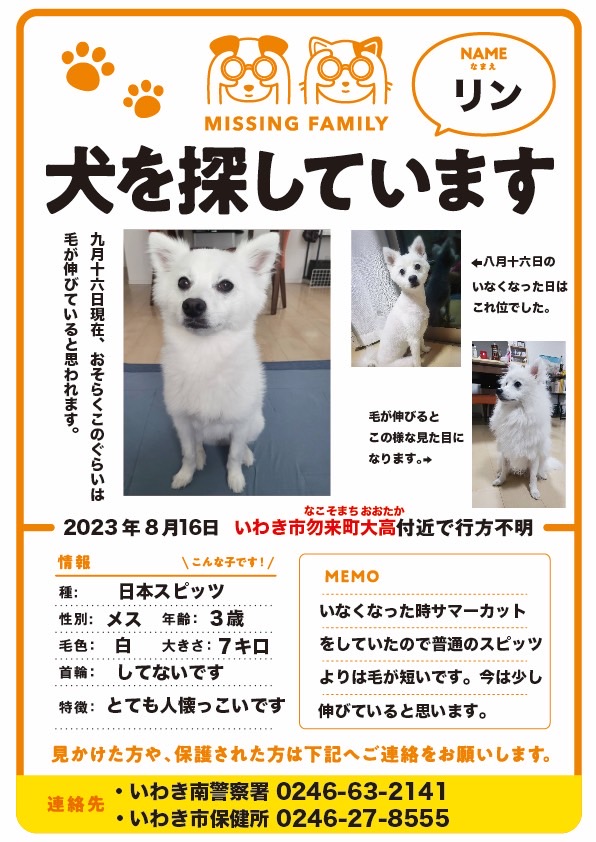 hirussyi's tweet photo. リンがいなくなって146日。

近所のお宅で最近白い犬を飼い始めたお宅とかありませんか？

情報お願いします。

リンを保護してるという方、お願いです連絡下さい。

#迷子犬
#日本スピッツ
#拡散希望 
#いわき市
#ハワイアンズ
#ららみゅう
#メヒカリ
#いわきFC
#常磐もの
#スピッツ https://t.co/QC66yPw5on