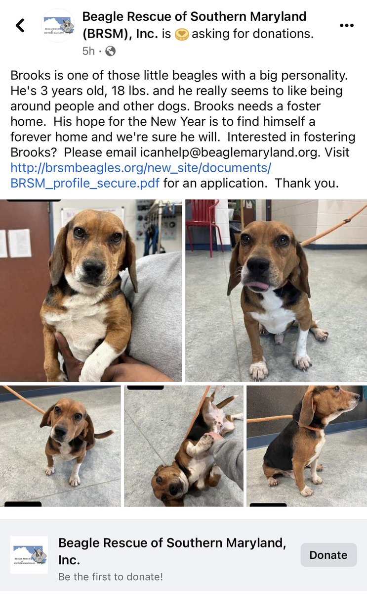 Mom says this pup reminds her of me🐾🐾 BRSM is a beagle rescue doing great work. Here’s a link in case anyone wants to foster him 

brsmbeagles.org/uploads/BRSM_p…