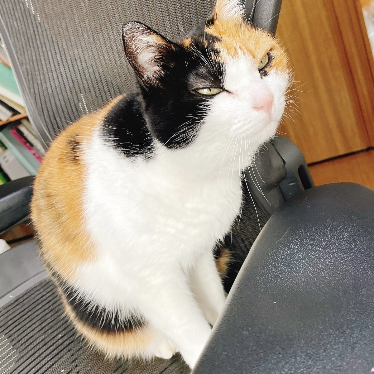 ダ・ヴィンチ二月号に猫漫画が掲載されています! 久々のフミウニ漫画ぜひ読んでいただけたら幸いです!