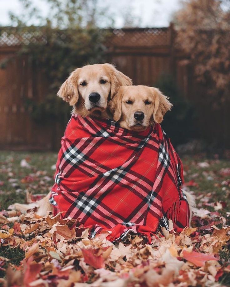 Golden retrievers bring warmth to every heart. ❤️🐾🐶

#goldenretriever #goldenretrievers
#dogsoftwitter #Daddy #Christie #TheGop #Hogs #Haley #Evie #WednesdayMotivation #Wednesdayvibe #Wednesdaythought #PostOffice #TheHague #Illegals #Steff #Aldi #Inflation #Freeland #RCMP #dog