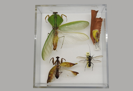Zootaxa's tweet image. #Mantodea (Insecta) in the Invertebrate Collection of Instituto Nacional de Pesquisas da Amazônia (INPA), Manaus, #Brazil 
mapress.com/zt/article/vie… 
#Taxonomy  #Mantids