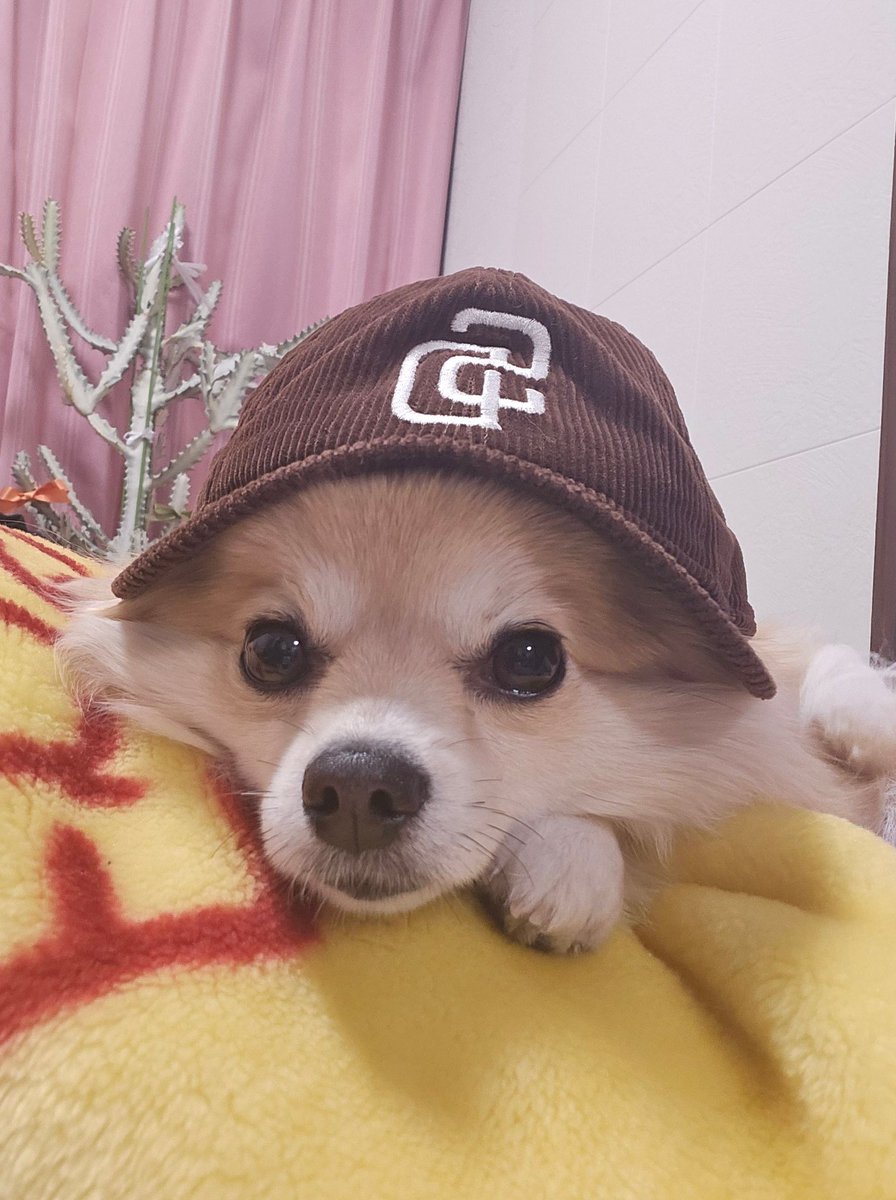 キャップを被せたら大人しくなった
#犬 #いぬのいる暮らし