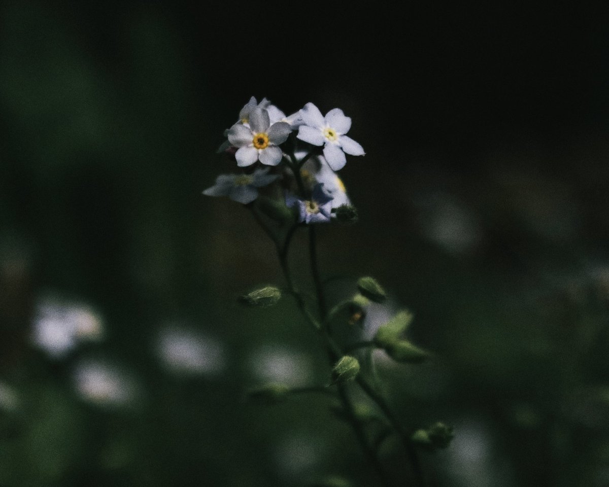 TheSneakyLens's tweet image. PHOTOGRAPHERS📸

Drop your best #flower shots 🌸

 I’m retweeting 🔂