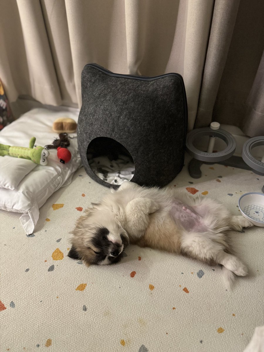 BB__house's tweet photo. #가족찾는 #아산택배즈📦 #배달이🐶 #배달_임보일기
🐶 배달 / 미중성 남 / 4개월 / 2.75kg
-
퍼피 하숙생 자식 볼 때마다 너무 웃기고 귀엽고 하찮다. 
아무리봐도 견생 2회차가 분명하다. 

빨리 하숙 방 빼고 진짜 집 가서 푹 자거라.

#임보중 #임보일기 #입양문의 #사지말고입양하세요 https://t.co/VgmbTNfCXP