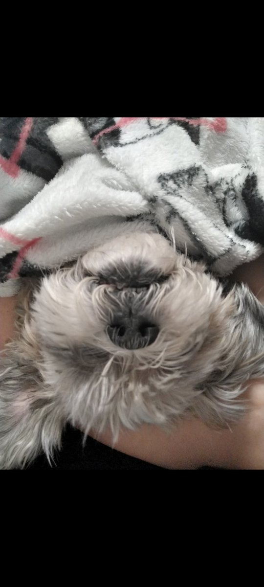ricvald's tweet photo. Just had to put my buddy down. 13 years fly by so fast. I don't even know what to say at least he isn't suffering no more https://t.co/px4FCrEuvS