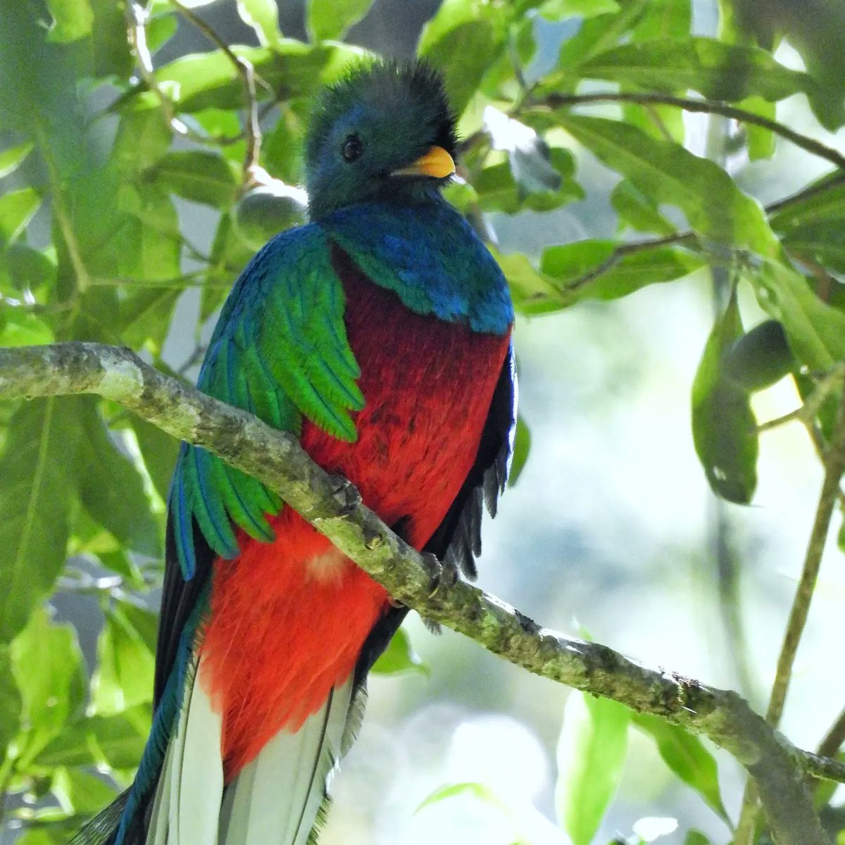 guide_atitlan tweet picture