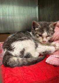 DubJH1009's tweet photo. https://t.co/GFas08NGtx #HUGEEMERGENCY #MEDICALEMERGENCY #DOSOMETHINGNOW #URGENT #HELPNEEDEDNOW #MUSTBESAVEDASAP #WILLBEKILLED #DOSOMETHINGPLEASE #HELPIMMEDIATELY #MAYDAY #REDALERT #SOS #CRITICAL #DESPERATE #nyc #cats #kitten https://t.co/dUadQl8vSO