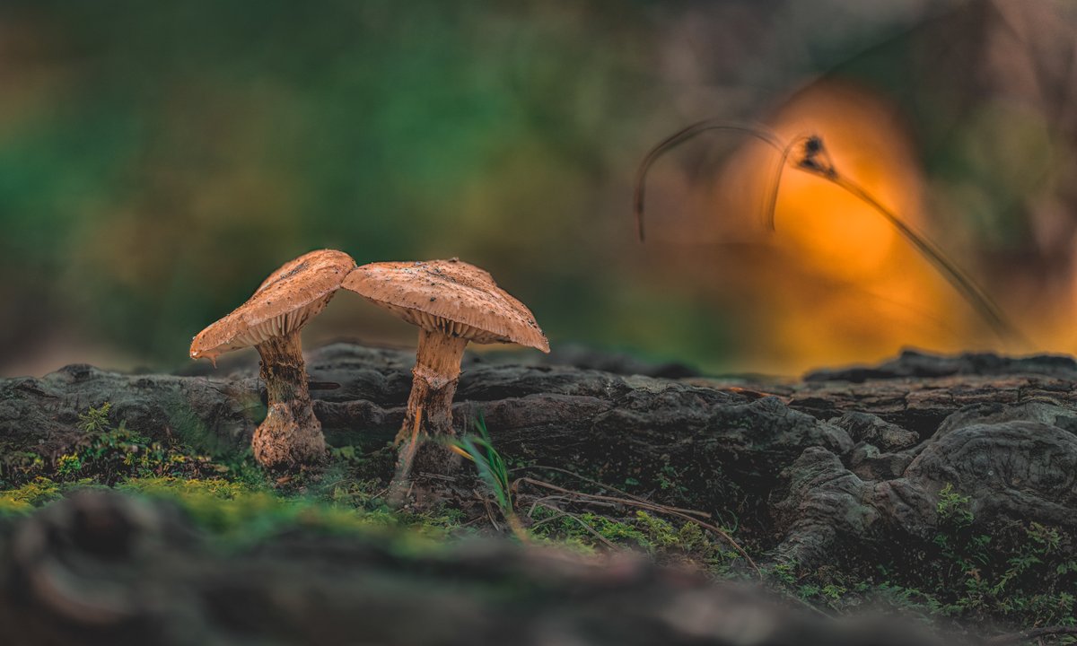 LightNatures's tweet photo. #mushroom #mushroomphotography #fungi #nature #macro #macrophotography #photography https://t.co/FrGL56YOLy
