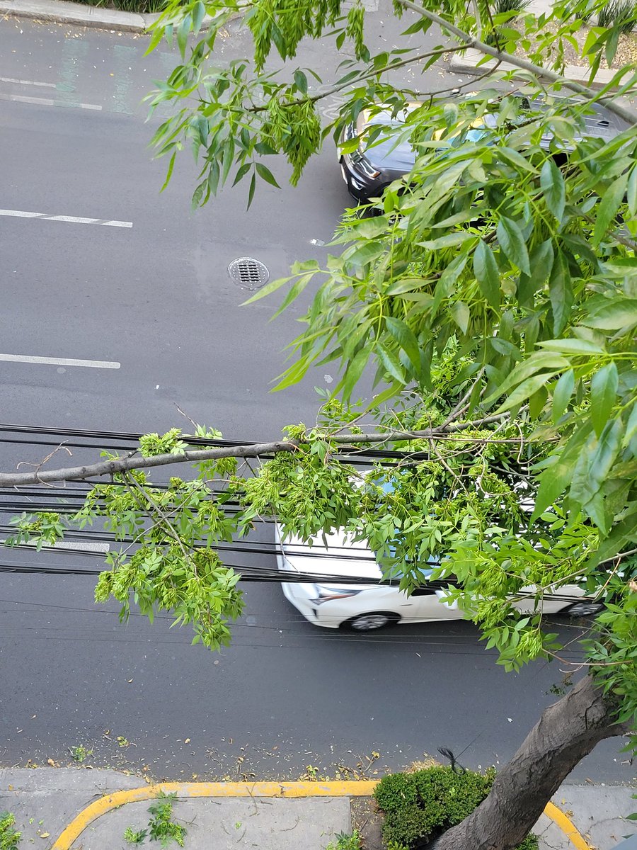 @BJAlcaldia #BenitoJuárez enladelvalle buena tarde! por favor podrían ayudar a quitar rama de árbol caída sobre cables. Calle Gabriel Mancera 735, enfrente de Escocia.