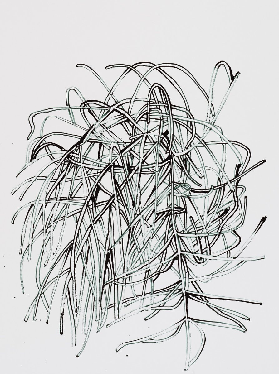 엄유정은 오일 스틱과 아크릴 잉크를 활용한 드로잉을 통해 흑백에 가까운 무채색으로 식물의 순간을 묘사합니다. 또한 세밀화처럼 재현적이라기보다 대상을 자신만의 시각 언어로 재해석한 방식으로 표현합니다.

▪ 엄유정, <산비장이>, 2023
<자주달개비>, 2023
<쇠뜨기>

#MMCA #과천프로젝트2023