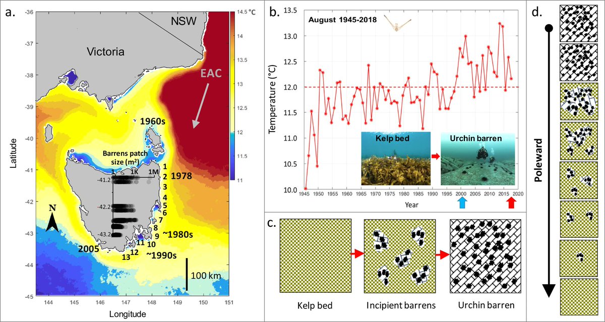Climate-driven invasion and incipient warnings of kelp ecosystem collapse. Our @NatureComms paper highlights the critical need for early detection of range-shifting keystone species capable of transforming and collapsing ecosystems. nature.com/articles/s4146… @ScottDLing