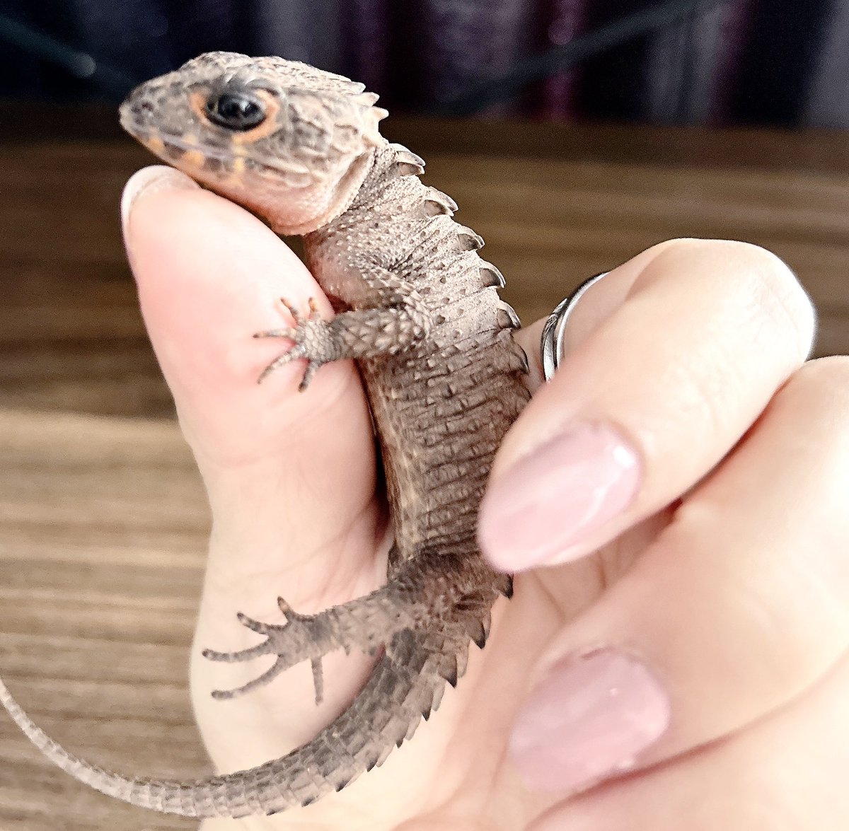 noraran0707's tweet photo. 新しい家族👼
アカメカブトトカゲの
Almaちゃま。

可愛すぎて困ってる。 https://t.co/0WrqymKro0