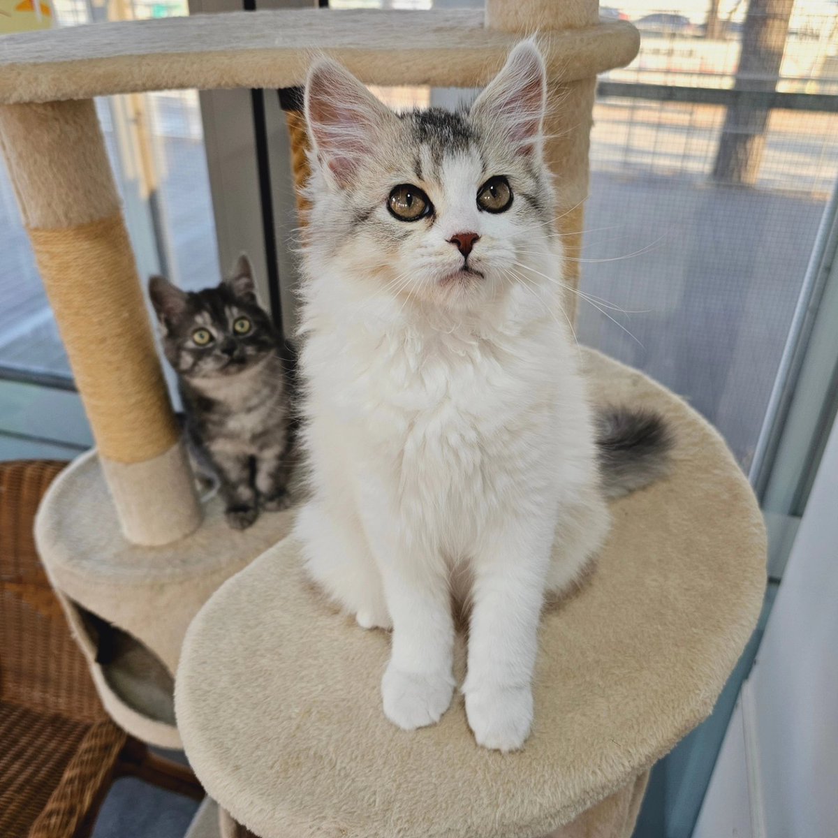 seoulcatcafe's tweet photo. 젤리가 낳은 아기 고양이 '라람' 입니다. 새침할 것 같지만 만져주면 좋아하면서 골골송을 불러줍니다. 네이버 카페에 프로필이 올라 왔으니 많은 관심 부탁드려요😼 

라람 프로필 https://t.co/cUXtYAk1l5 

#서울고양이입양카페 
#고양이 #유기고양이 #유기묘 #유기동물 #서울시 #구로구 #cat https://t.co/U5mtoKABOQ
