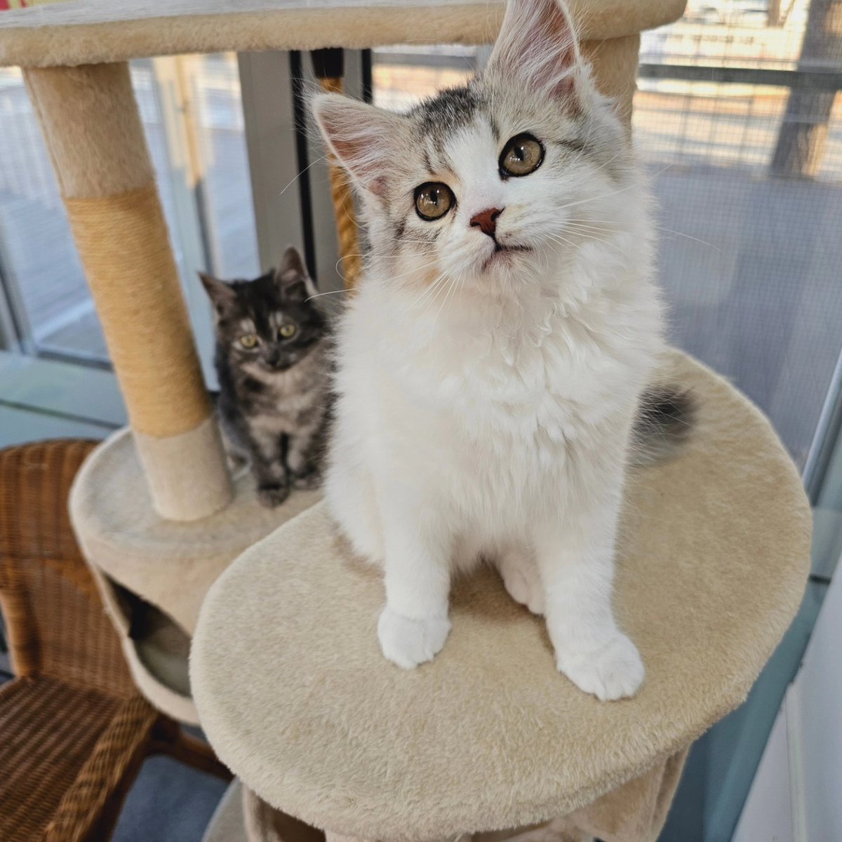 젤리가 낳은 아기 고양이 '라람' 입니다. 새침할 것 같지만 만져주면 좋아하면서 골골송을 불러줍니다. 네이버 카페에 프로필이 올라 왔으니 많은 관심 부탁드려요😼 

라람 프로필 cafe.naver.com/seoulcatcafe/1… 

#서울고양이입양카페 
#고양이 #유기고양이 #유기묘 #유기동물 #서울시 #구로구 #cat