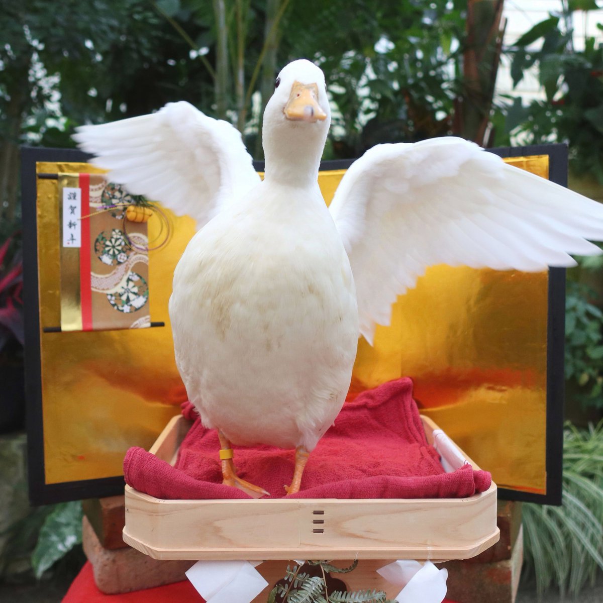 じゃーん！ 鏡開き～！

#鏡もち　#コールダック