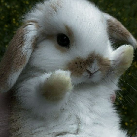 Bunnies (@rabbiteveryhour) on Twitter photo 