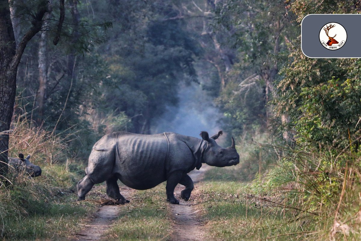 We should understand that all animals are sentient beings and that wild animals specifically play a vital environmental role on the our planet.

#Motherwithcubs
#savetherhino

@ntca_india @UpforestUp @ifs_lalit @raju2179 @amitsharma_ghy @RhinosIRF