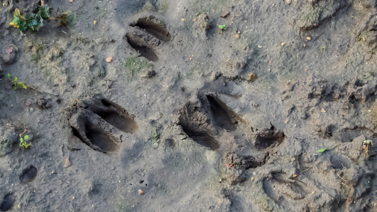 #DeerSpotlight:  #RoeDeer - Part 3/8
Tracks and Signs: Roe leave small hoof prints (slots) about 4cm long in soft ground. Look for frayed areas on trees from rubbing &amp; disturbed spots where deer have scraped &amp; dug with their hooves. 
 #TracksAndSigns #NatureObservation #deer
