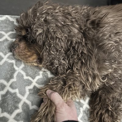 MattyPlumz's tweet image. You were the best dog a man could ever ask for…….fly high My Chachiman, enjoy all the never ending treats and toys…..I Love You more than I can ever describe My Boy 🩵……Hardest day of my life 💔💔💔 #RestPeacefully #Chachi #Furbaby #BestFriend