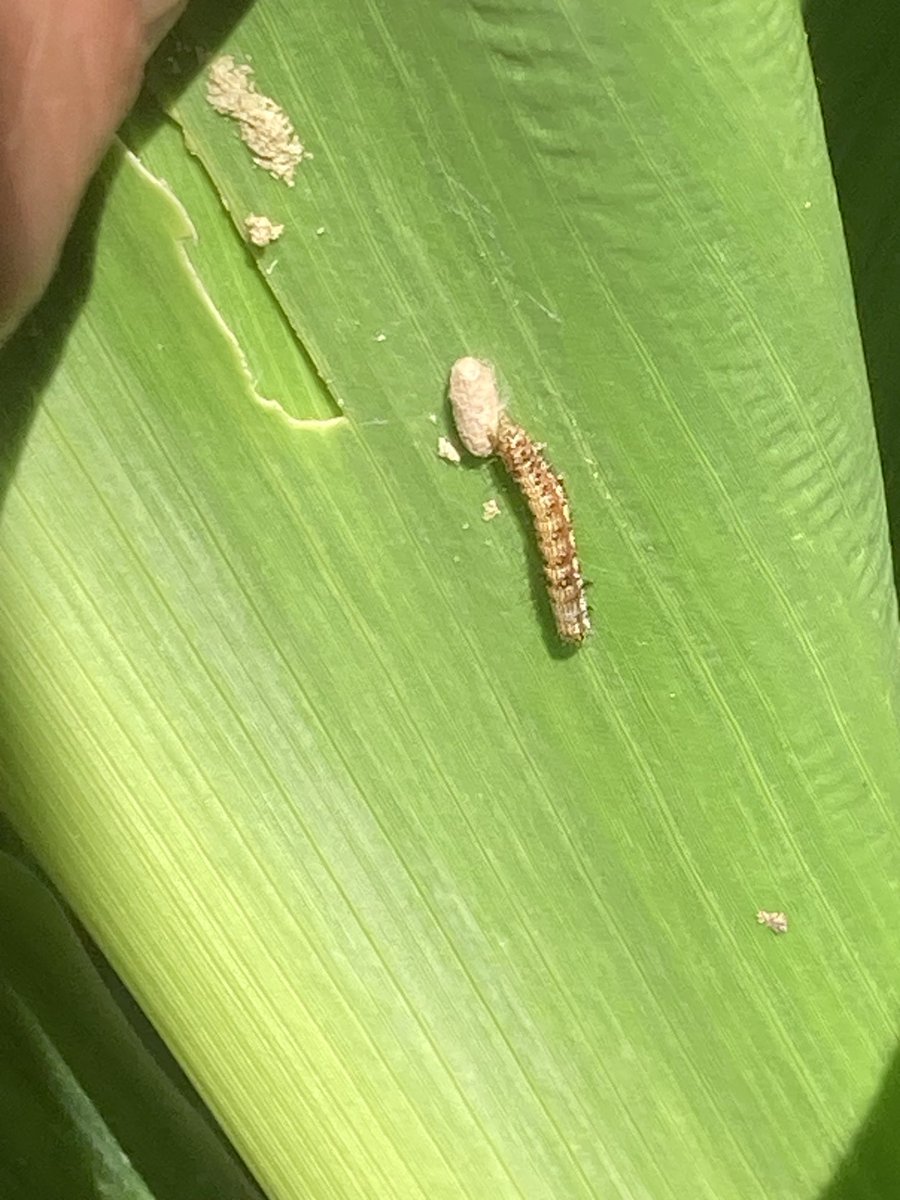 Love it when nature gives a hand. I think these are microplitis #maize #parasites 🐛🌽