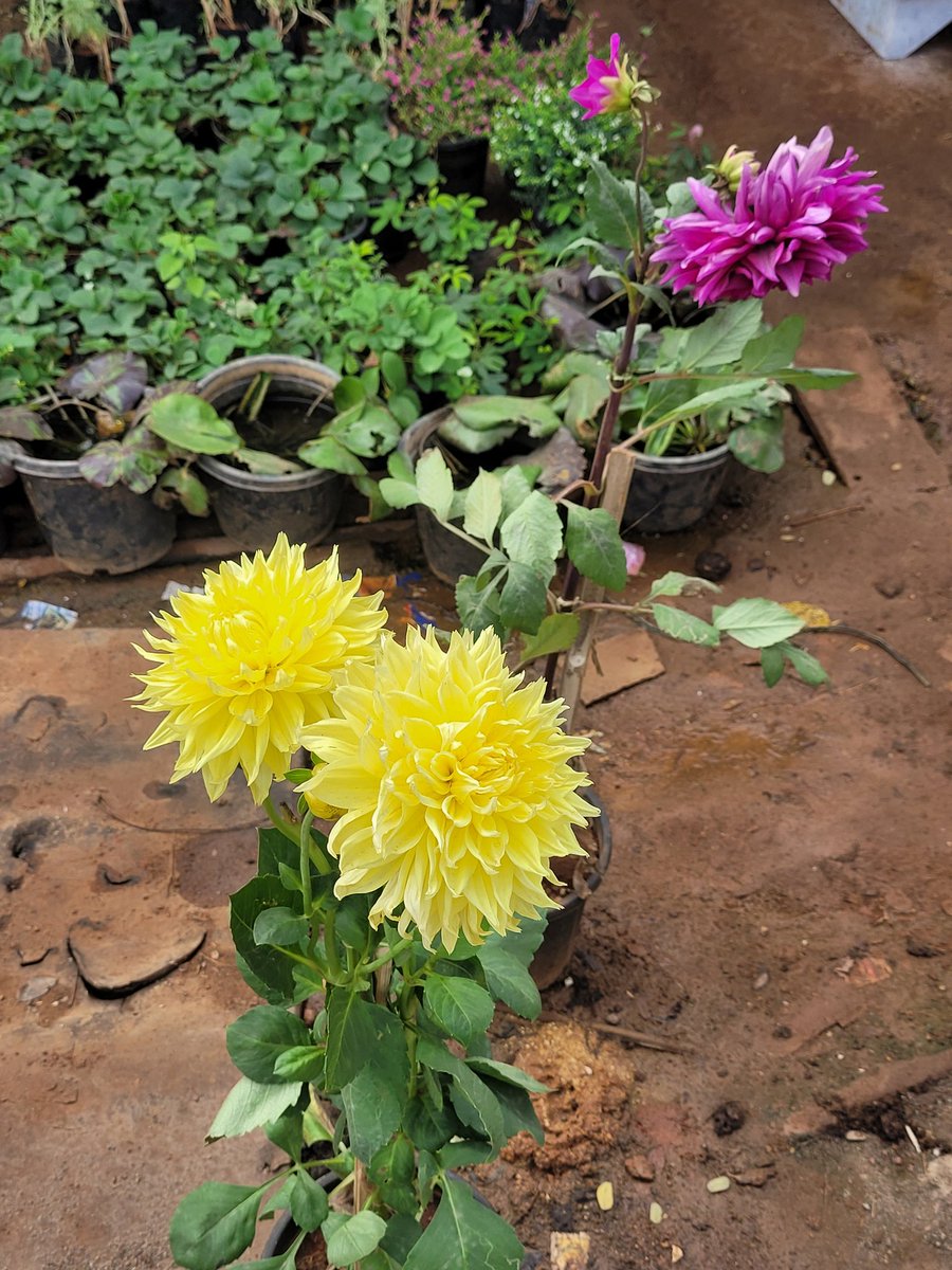 PavanJspk_'s tweet image. #RandomShot