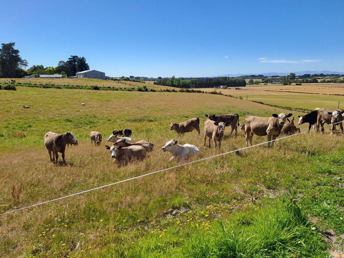 CharollaisRams's tweet photo. Grey cattle and blue sky. Maybe it's time for grey sky and blue cattle? #MurrayGrey #Fleckvieh #lochee https://t.co/KPWVPefftK