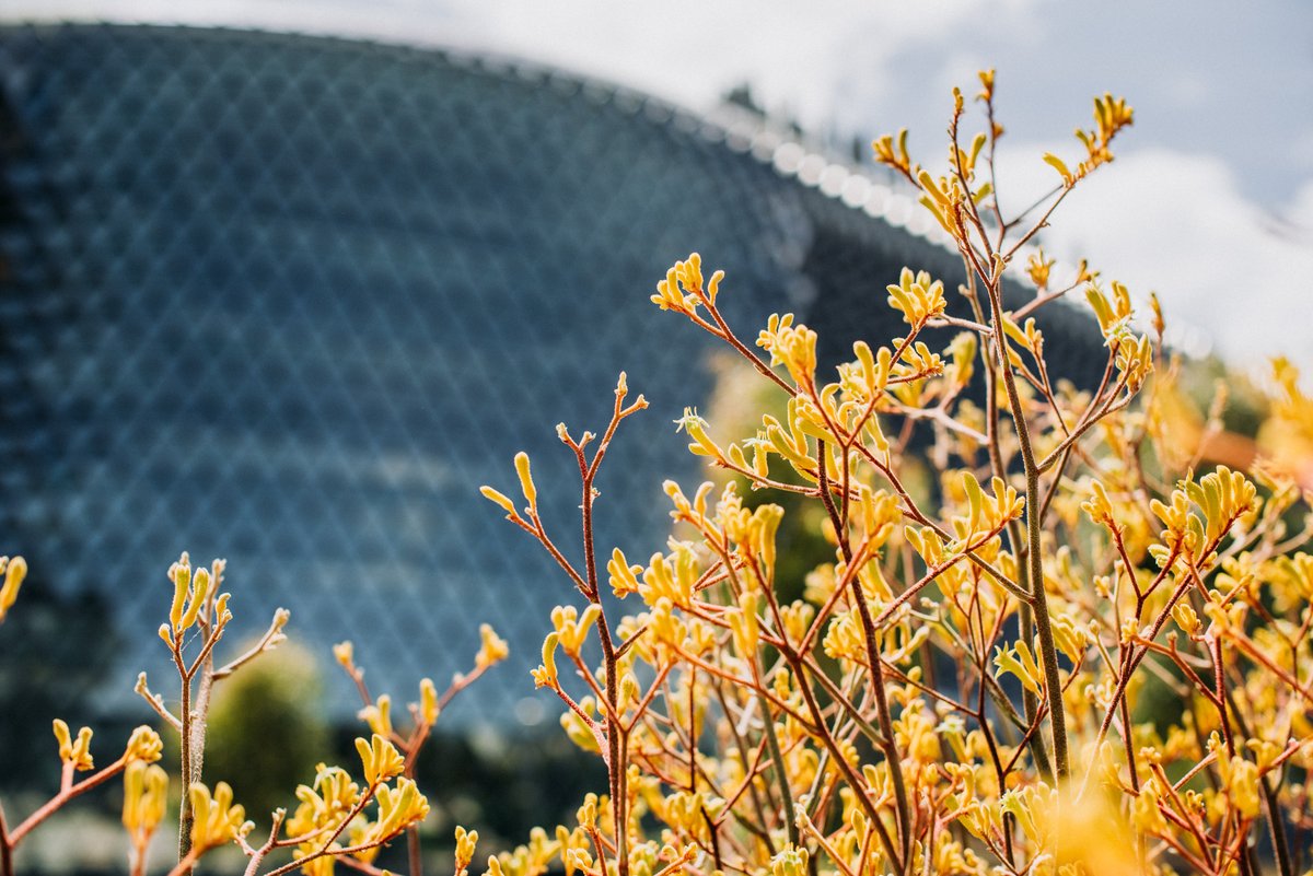 Congratulations to Dr @StephLHarrison and Dr Katharine McBride, who have received funding from the @Strokefdn for their projects in the @ROSA_project and @Wardliparingga, respectively. 👏 Read about their projects ➡ sahmri.au/Stroke-Foundat…