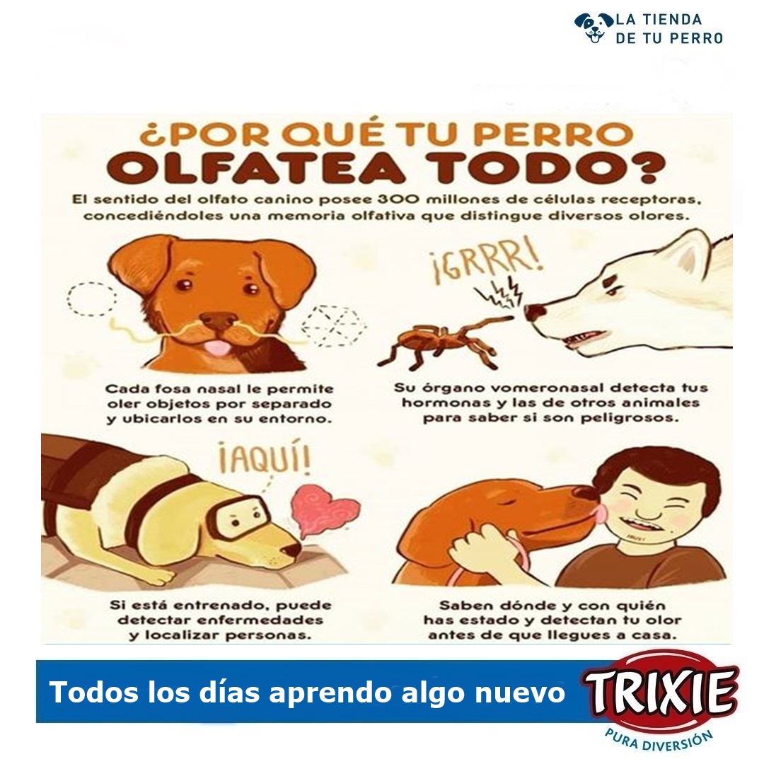 Nuestroperro's tweet photo. ¿Alguna vez te has preguntado por qué tu perro olfatea absolutamente TODO? 
Los perros tienen un sentido del olfato mucho más desarrollado que el nuestro, ¡hasta 100,000 veces más poderoso! 
Esto significa que pueden detectar olores que nosotros ni siquiera podemos imaginar. https://t.co/p1ilsRP9ac