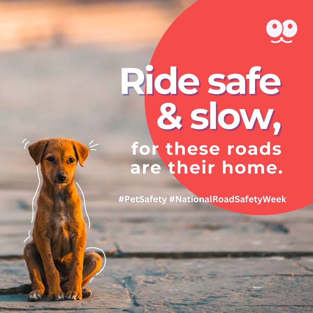 zoop_pets's tweet image. Keep your furry friends safe on the road 🐾 

Let's pave the way for a safer journey together!

#petsafety #dogsofbangalore #zoopers