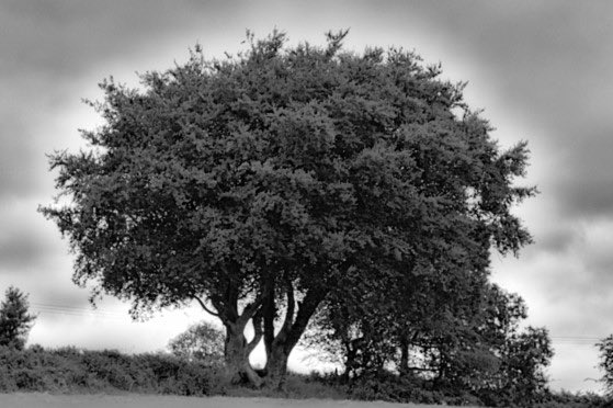 Delweddauimages's tweet image. Tree #singletree #wanderlustwales
#visitwales
#thisismywales
#nikonphotography
#blackandwhitephotography
#photography
#findyourepic
#Welshphotography

Visit delweddauimages.co.uk