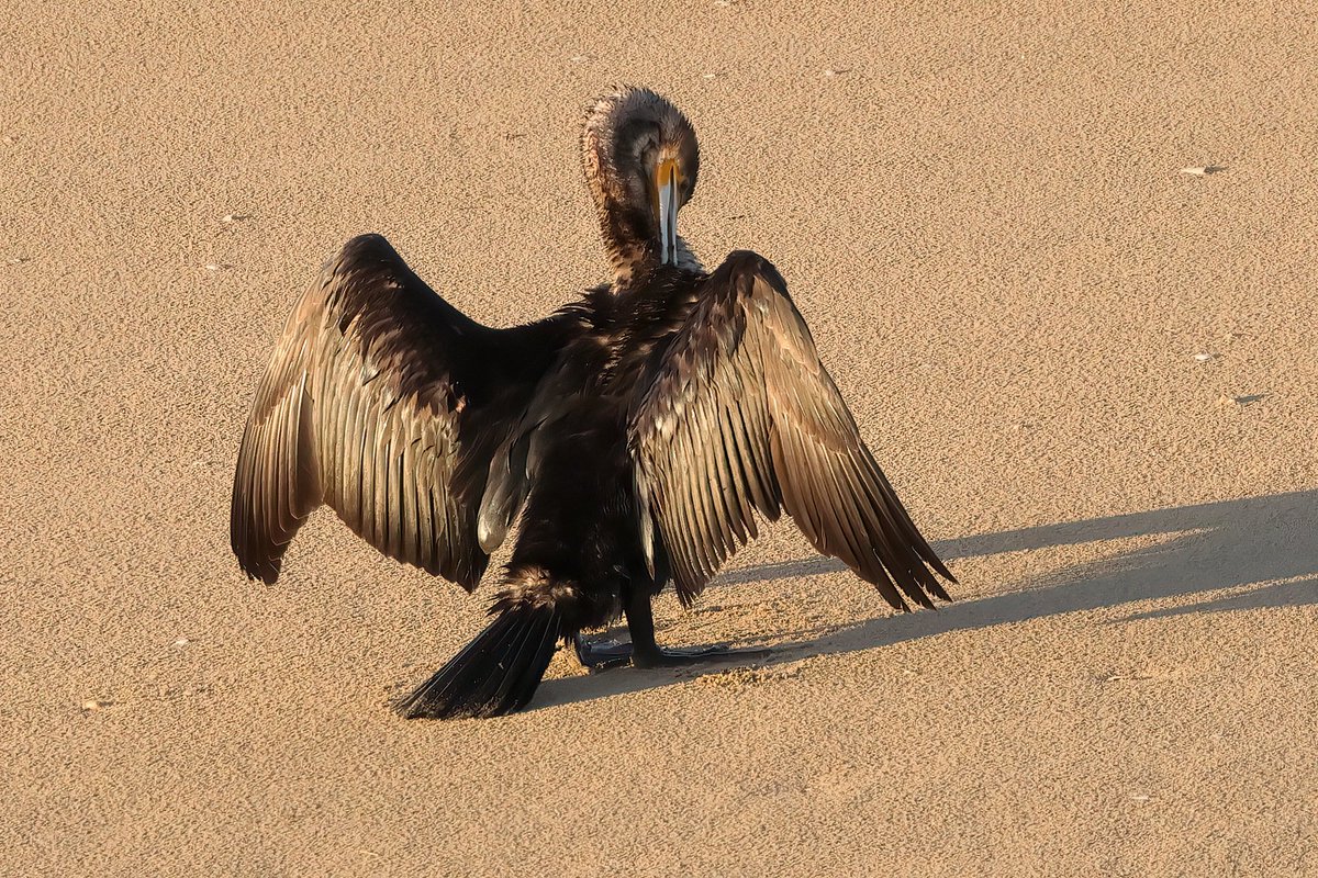 Cormorant Drying it's wings out in the morning sun. #pembreyharbour