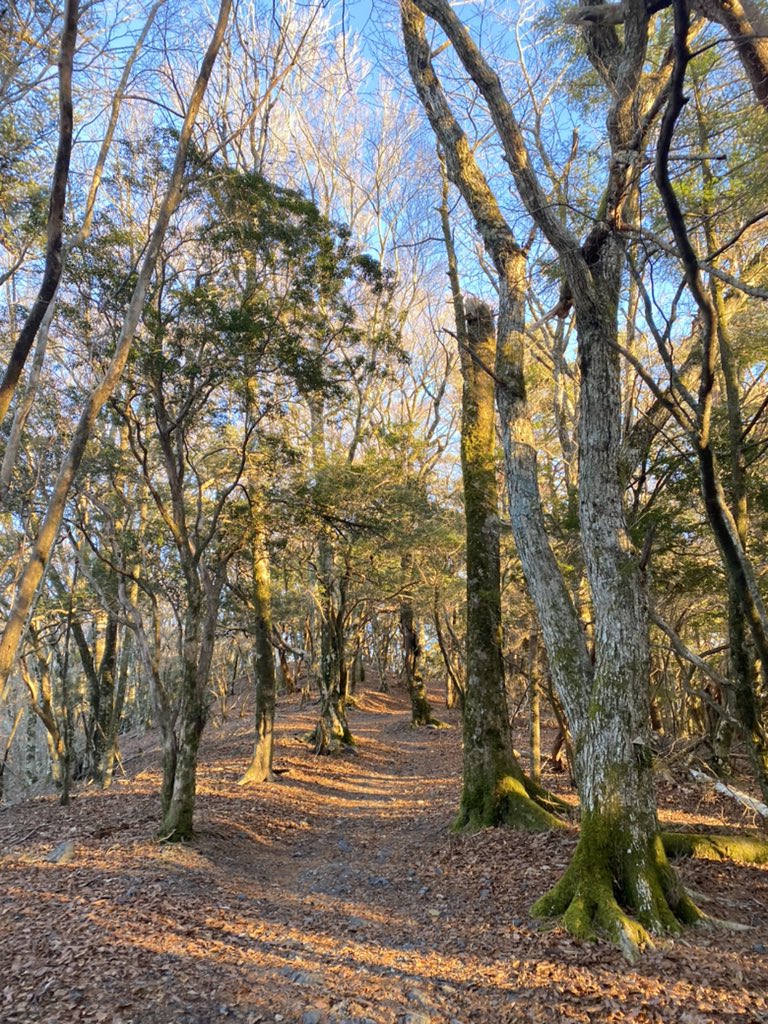 EriErililiy8's tweet photo. @StonehouseTrees 
My.Tamaki in Totsukawa Village, Nara Prefecture, was the seabed in BC. The plate pushed up and uplifted it to 1076. It is coloured with beech forests and diverse vegetation that likes moisture. As a sacred territory, the 💫has been handed down since ancient ⏳. https://t.co/sQp983OHUw