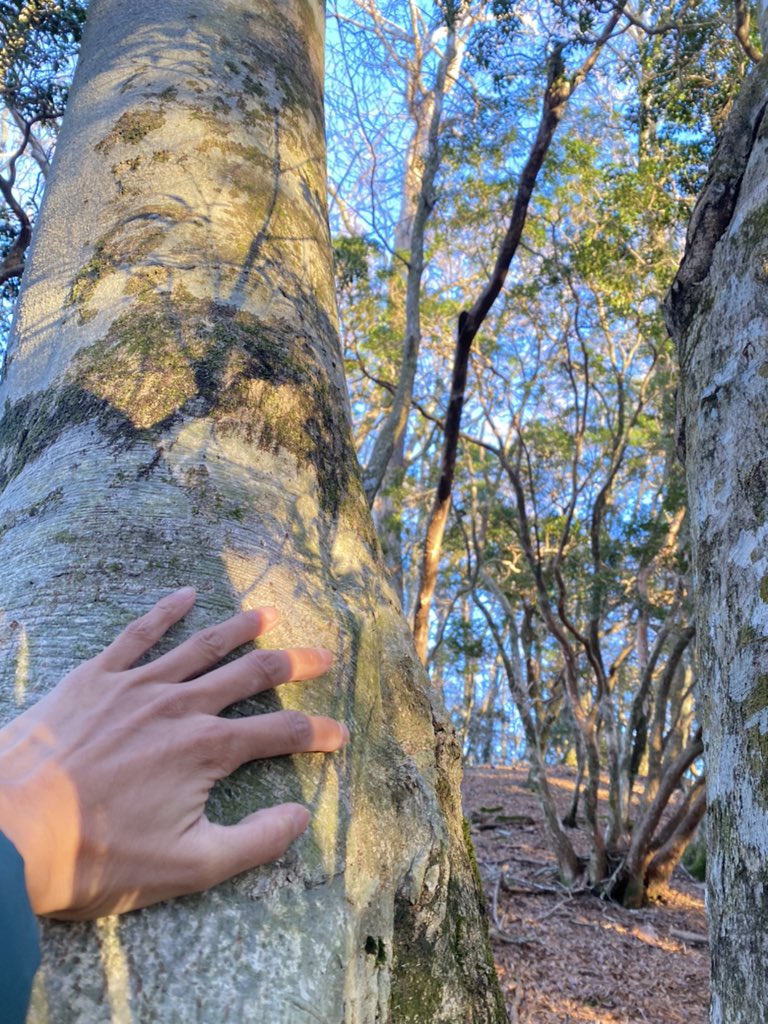 EriErililiy8's tweet photo. @StonehouseTrees 
My.Tamaki in Totsukawa Village, Nara Prefecture, was the seabed in BC. The plate pushed up and uplifted it to 1076. It is coloured with beech forests and diverse vegetation that likes moisture. As a sacred territory, the 💫has been handed down since ancient ⏳. https://t.co/sQp983OHUw