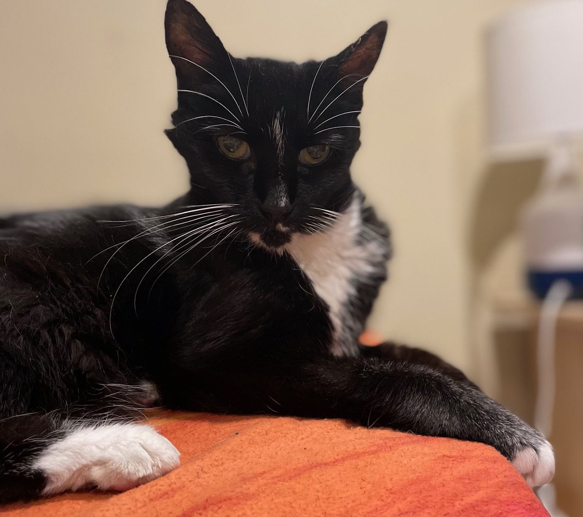 This feels scientifically unlikely but I refuse to fact check, because I have two cats who also aren't quite finished so this makes some kind of sense! ;)