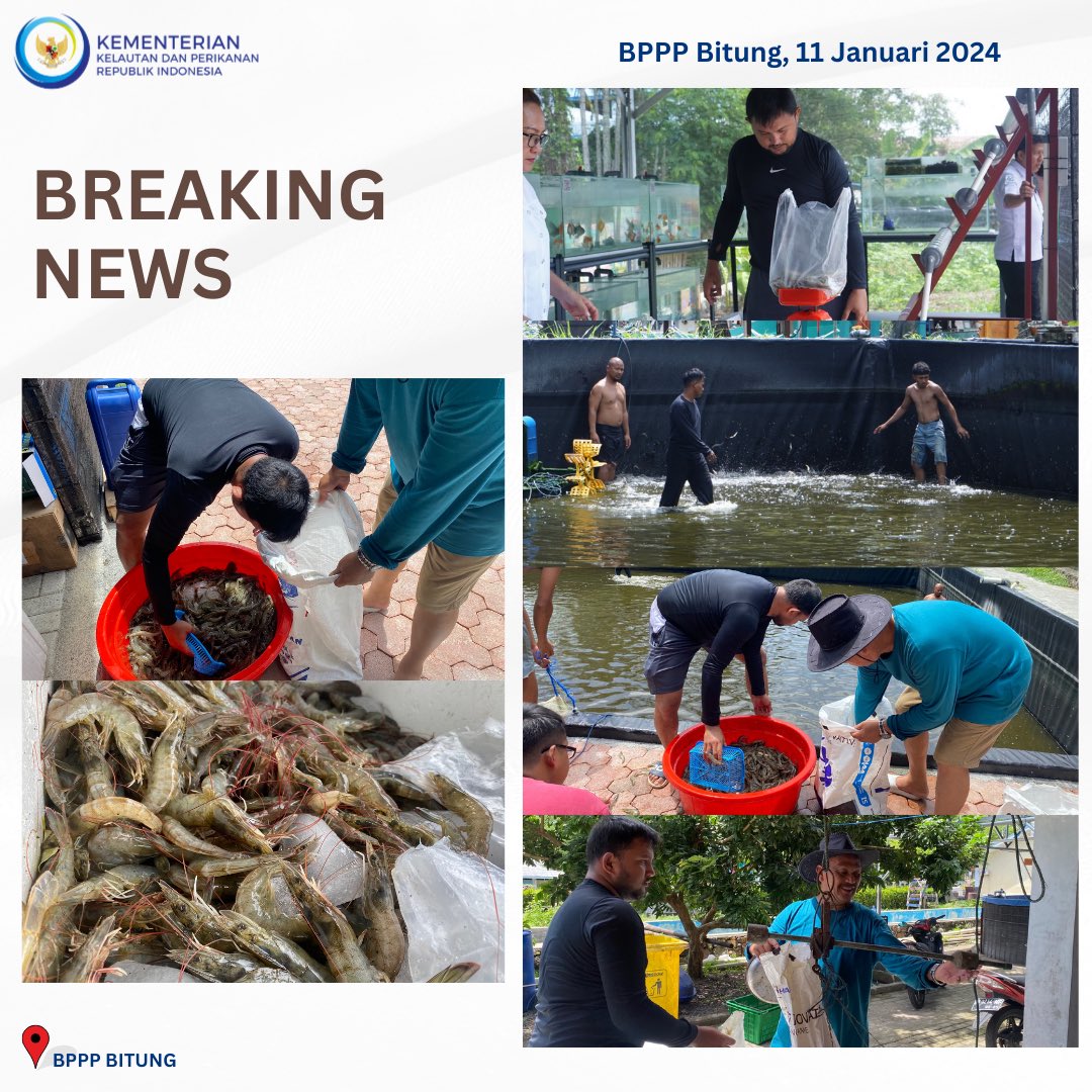 bpmkp_bitung's tweet photo. hallo #sobatbahari!!
Kamis, 11 Januari 2024 hari ini BPPP Bitung sedang melakukan Panen Udang Vaname.
#kkp
#bppsdmkp
#kkptrive
#bpppbitung https://t.co/99qQT4t9y6
