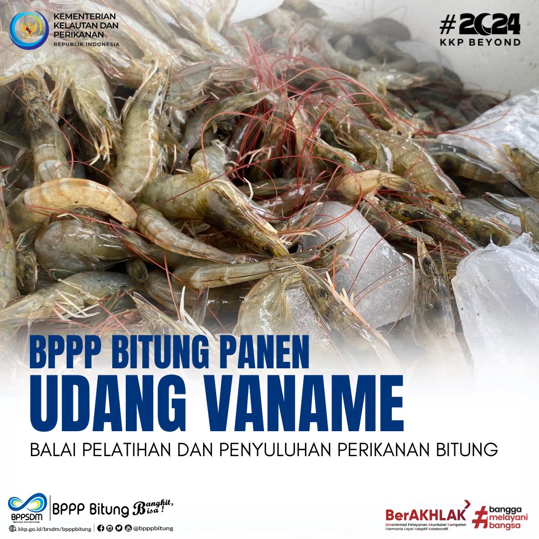bpmkp_bitung's tweet photo. hallo #sobatbahari!!
Kamis, 11 Januari 2024 hari ini BPPP Bitung sedang melakukan Panen Udang Vaname.
#kkp
#bppsdmkp
#kkptrive
#bpppbitung https://t.co/99qQT4t9y6