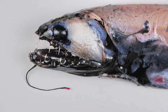 NatalieCrue's tweet photo. @thenounsquare They types of ocean animals @carlosjmelgar was looking for #heneedshelp https://t.co/iVrMepHrcl
