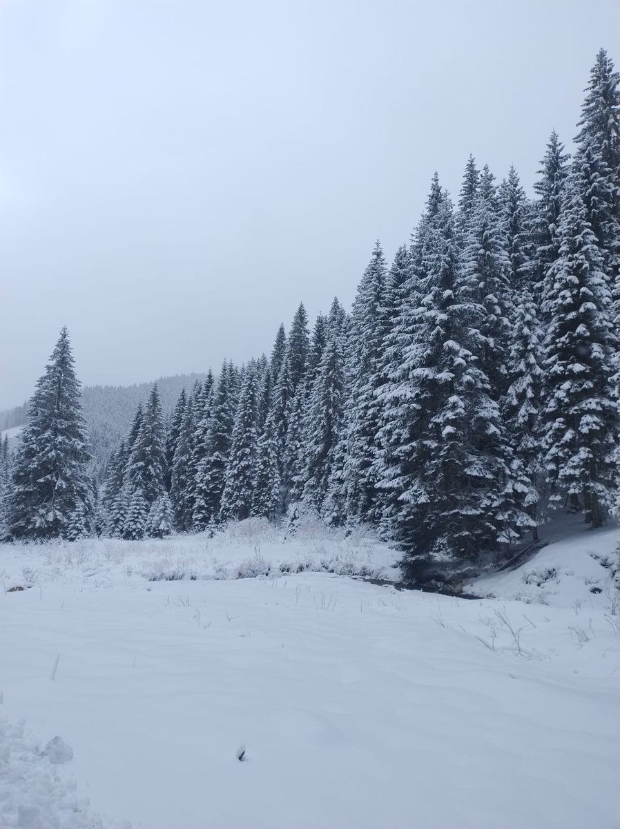 RNP_Romsilva's tweet photo. 📷 Iarnă în pădurile dâmbovițene administrate de Ocolul Silvic Pucioasa
📷 Pucioasa Forest District, in Dâmbovița county, #Romania #Forests #Forest #Forestry #Nature #Environment #iarna #feeriedeiarna #zapada #omat #ocolsilvic #peisaje #arbori #iarna #trees #winter #romsilva https://t.co/2sZCP0wUXB