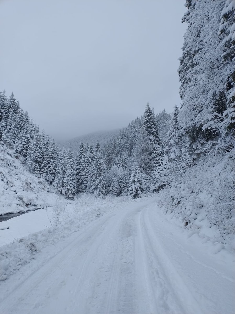 RNP_Romsilva's tweet photo. 📷 Iarnă în pădurile dâmbovițene administrate de Ocolul Silvic Pucioasa
📷 Pucioasa Forest District, in Dâmbovița county, #Romania #Forests #Forest #Forestry #Nature #Environment #iarna #feeriedeiarna #zapada #omat #ocolsilvic #peisaje #arbori #iarna #trees #winter #romsilva https://t.co/2sZCP0wUXB